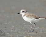 پرنده نگري - سلیم شنی - Greater Sandplover - Charadrius leschenaultii