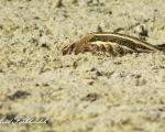 پرنده نگری در ایران - پاشلک کوچک Jack Snipe