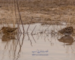 پرنده نگری در ایران - پاشلک معمولی