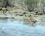 پرنده نگری در ایران - Common Snipe