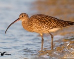 پرنده نگري - گیلانشاه بزرگ - Eurasian Curlew - Numenius arquata