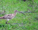 پرنده نگري - گیلانشاه بزرگ - Eurasian Curlew - Numenius arquata