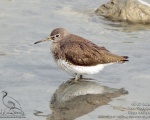 پرنده نگري - آبچلیک تک زی - Green Sandpiper - Tringa ochropus