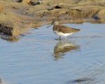 پرنده نگري - آبچلیک تک زی - Green Sandpiper - Tringa ochropus