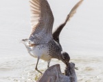 پرنده نگري - آبچلیک خالدار - Wood Sandpiper - Tringa glareola