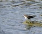 پرنده نگری در ایران - Common Sandpiper