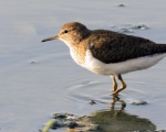 پرنده نگری در ایران - Common Sandpiper