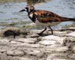 پرنده نگري - سنگ گردان - Ruddy Turnstone - Arenaria interpres