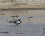 پرنده نگری در ایران - Sanderling