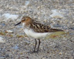 پرنده نگري - تلیله کوچک - Little Stint - Calidris minuta