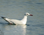 پرنده نگری در ایران - Slender-billed Gull