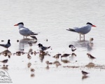 پرنده نگري - پرستوی دریایی خزر - Caspian Tern - Hydroprogne caspia