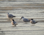 پرنده نگری در ایران - Sandwitch Tern