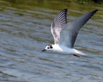 پرنده نگری در ایران - پرواز Whiskered Tern