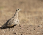 پرنده نگري - باقرقره شنی شکم سیاه - Black-bellied Sandgrouse - Pterocles orientalis