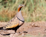 پرنده نگري - باقرقره شنی شکم سیاه - Black-bellied Sandgrouse - Pterocles orientalis