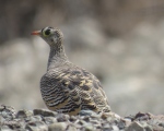 پرنده نگري - باقرقره شنی راهراه - Lichtenstein's Sandgrouse - Pterocles lichtensteinii