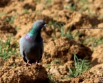پرنده نگری در ایران - کبوتر چاهی