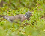 پرنده نگري - کبوتر جنگلی - Common Woodpigeon - Columba palumbus