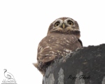 پرنده نگري - جغد کوچک - Little Owl - Athene noctua
