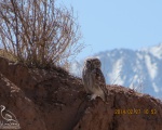 پرنده نگري - جغد کوچک - Little Owl - Athene noctua