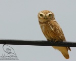 پرنده نگري - جغد کوچک - Little Owl - Athene noctua