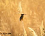 پرنده نگری در ایران - ماهی خورک کوچک