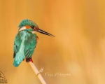 پرنده نگري - ماهی خورک کوچک - Common Kingfisher - Alcedo atthis