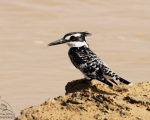 پرنده نگری در ایران - pied  kingfisher