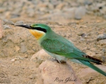 پرنده نگری در ایران - زنبورخوار