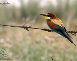 پرنده نگری در ایران - زنبور خوار اروپایی
