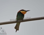 پرنده نگری در ایران - showimage-3