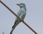 پرنده نگری در ایران - Roller