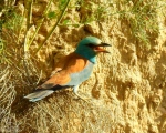 پرنده نگري - سبزقبا - European Roller - Coracias garrulus