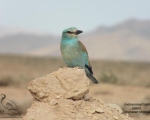 پرنده نگری در ایران - سبز قبا