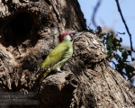 پرنده نگری در ایران - Green Woodpecker