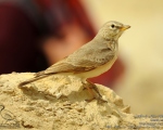 پرنده نگري - چکاوک سنگلاخ - Desert Lark - Ammomanes deserti