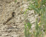 پرنده نگری در ایران - Calandra Lark