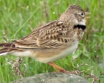 پرنده نگری در ایران - Calandra Lark