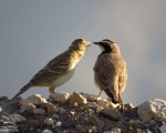 پرنده نگري - چکاوک شاخ دار - Horned Lark - Eremophila alpestris