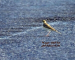 پرنده نگری در ایران - پیپت دشتی - Tawny Pipit