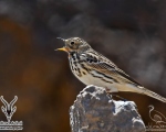 پرنده نگري - پپت گلو سرخ - Red-throated Pipit - Anthus cervinus