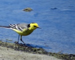 پرنده نگری در ایران - Citrine Wagtail