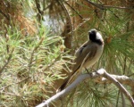 پرنده نگری در ایران - White-eared Bulbul