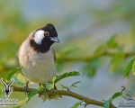 پرنده نگري - بلبل خرما - White-eared Bulbul - Pycnonotus leucotis