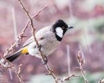 پرنده نگری در ایران - white eared bulbul