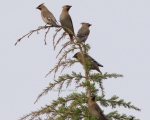 پرنده نگری در ایران - Waxwing