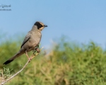 پرنده نگري - میوه خور - Hypocolius - Hypocolius ampelinus