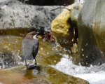 پرنده نگري - زیرآبروک - White-throated Dipper - Cinclus cinclus