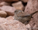 پرنده نگري - صعوه جنگلی - Dunnock - Prunella modularis